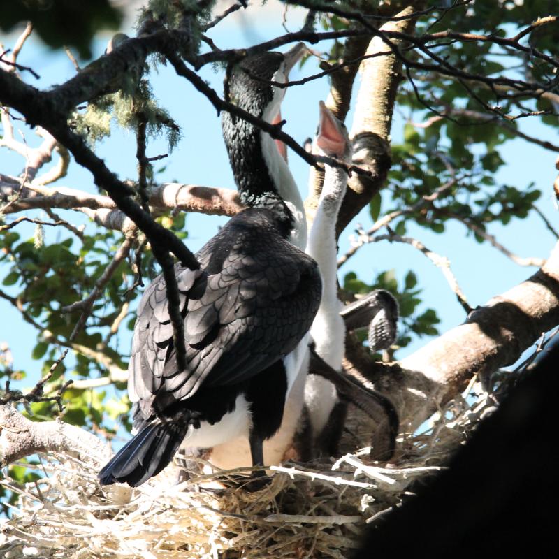 Pied Shag (Phalacrocorax varius)